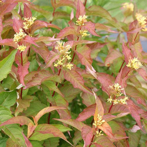 Diervilla 'G2X88544' ~ Kodiak® Orange Honeysuckle-ServeScape