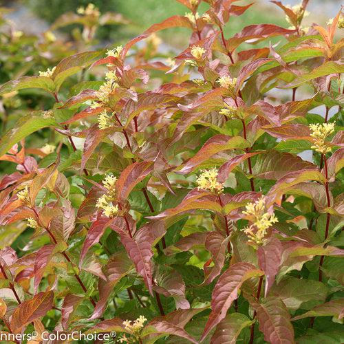 Diervilla 'G2X88544' ~ Kodiak® Orange Honeysuckle-ServeScape