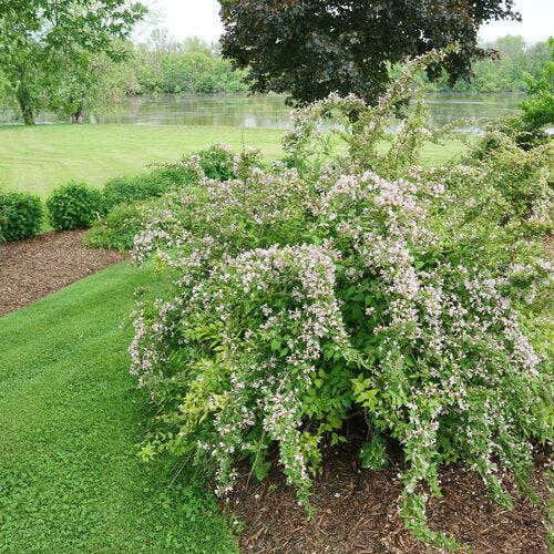 Kolkwitzia amabilis 'SMNKADTF' ~ Jolene Jolene® Beautybush-ServeScape