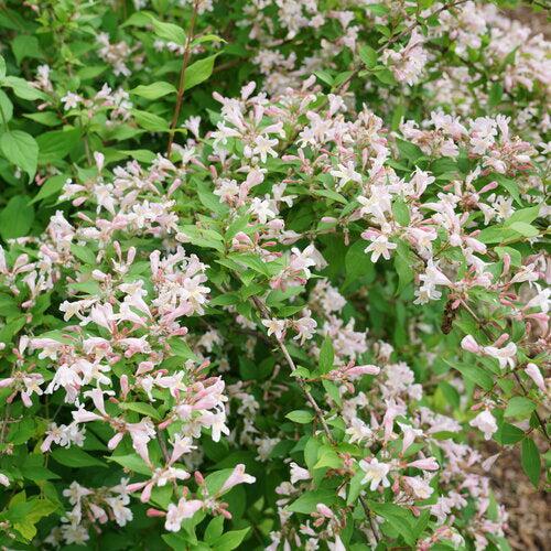 Kolkwitzia amabilis 'SMNKADTF' ~ Jolene Jolene® Beautybush-ServeScape