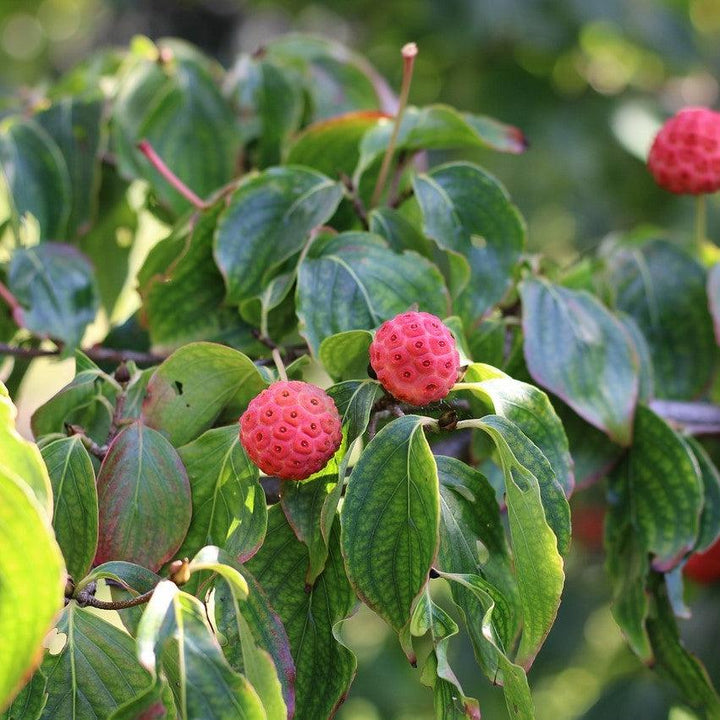 Cornus kousa 'Rutpink' ~ Scarlet Fire® Dogwood-ServeScape