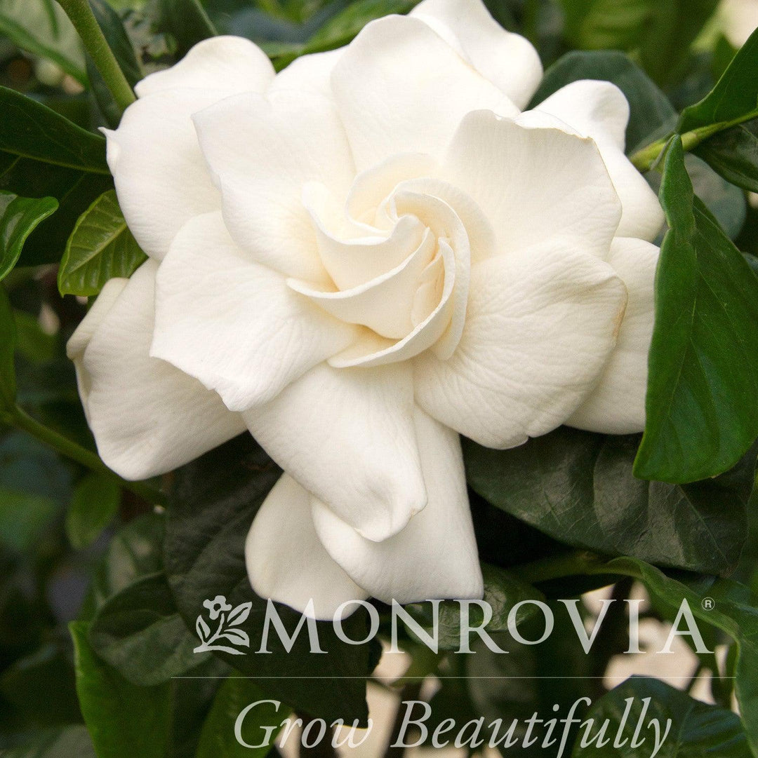 Gardenia jasminoides 'Aimee' ~ Monrovia® First Love® Gardenia-ServeScape