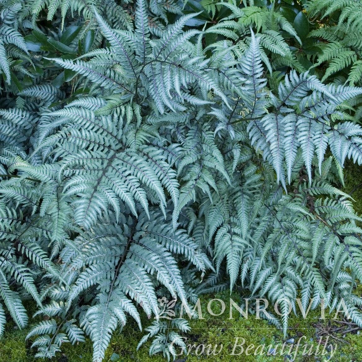 Athyrium niponicum var. pictum ~ Monrovia® Japanese Painted Fern-ServeScape