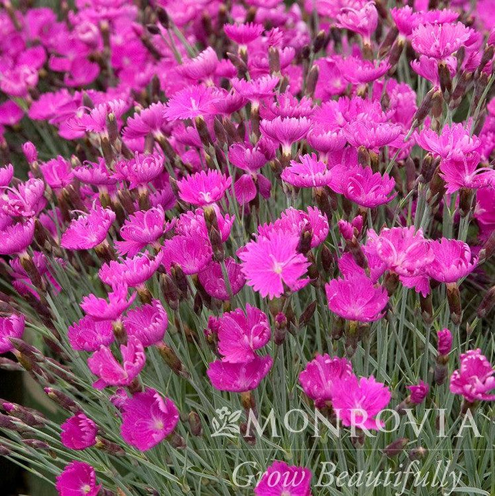 Dianthus gratianapolitanus 'Firewitch' ~ Monrovia® Firewitch Dianthus, Cheddar Pink-ServeScape