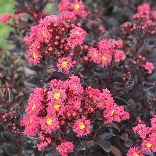 Lagerstroemia indica 'SMNLIG' ~ Center Stage® Pink Crapemyrtle-ServeScape