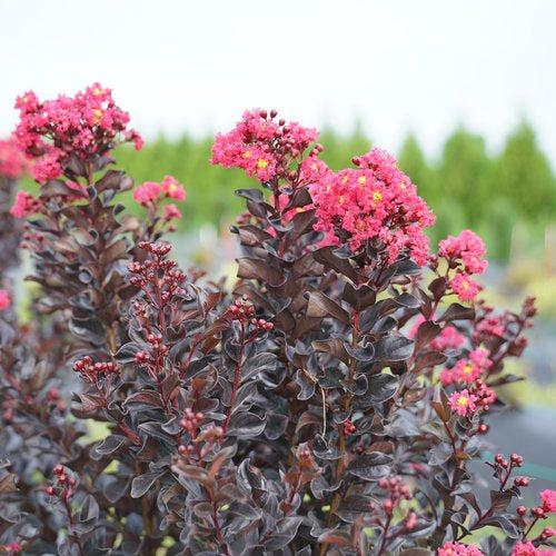 Lagerstroemia indica 'SMNLIG' ~ Center Stage® Pink Crapemyrtle-ServeScape