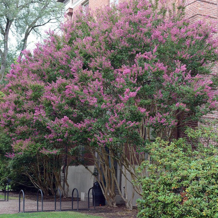 Lagerstroemia indica 'Zuni' ~ Zuni Crape Myrtle-ServeScape