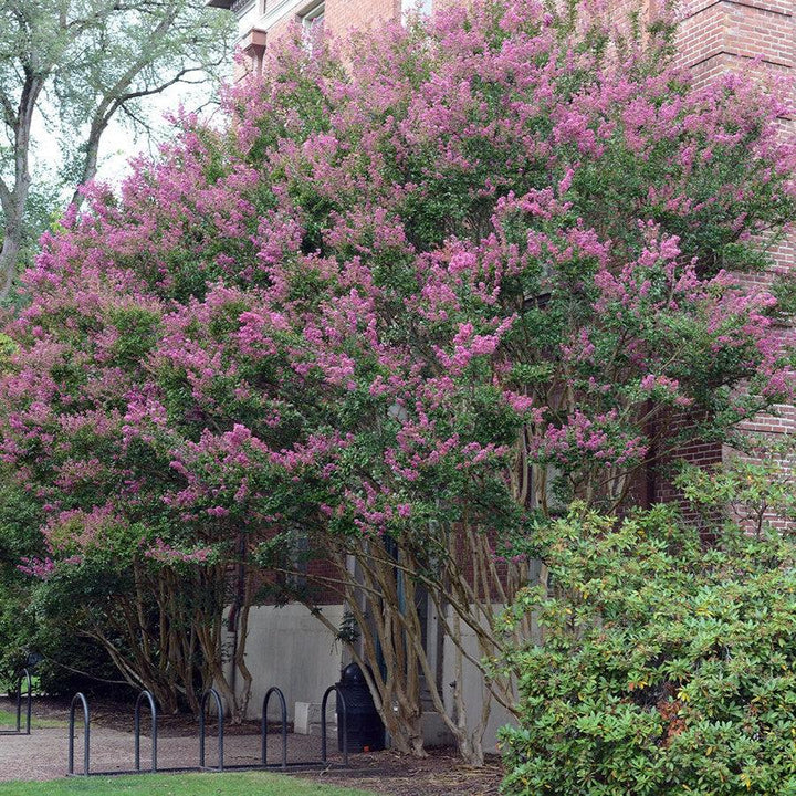 Lagerstroemia indica 'Zuni' ~ Zuni Crape Myrtle-ServeScape