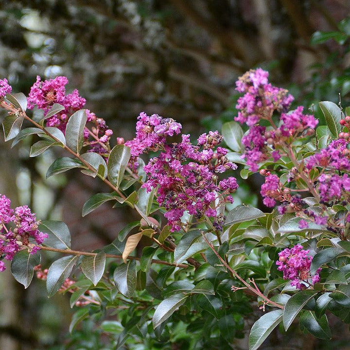 Lagerstroemia indica 'Zuni' ~ Zuni Crape Myrtle-ServeScape