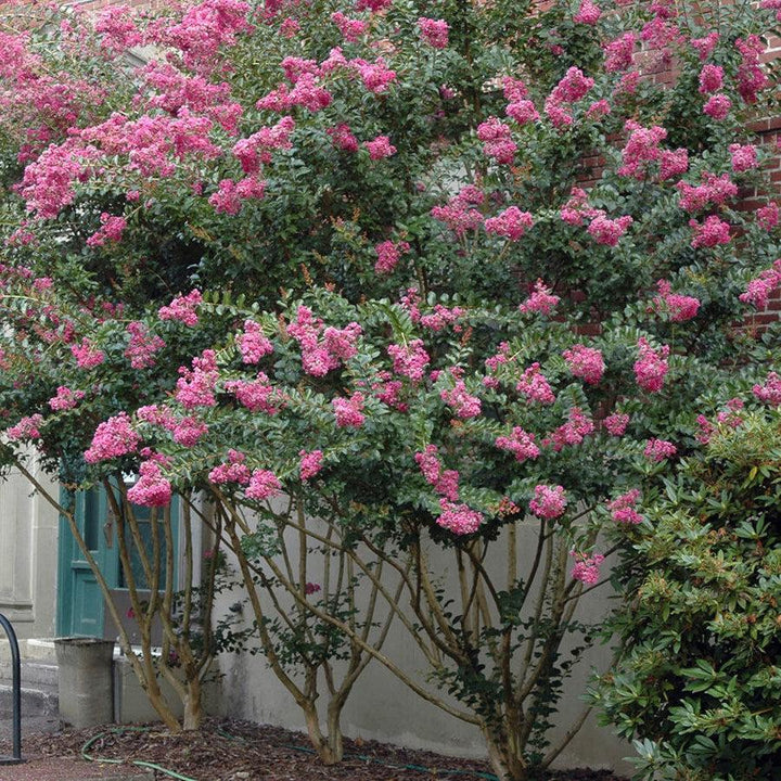 Lagerstroemia indica 'Zuni' ~ Zuni Crape Myrtle-ServeScape