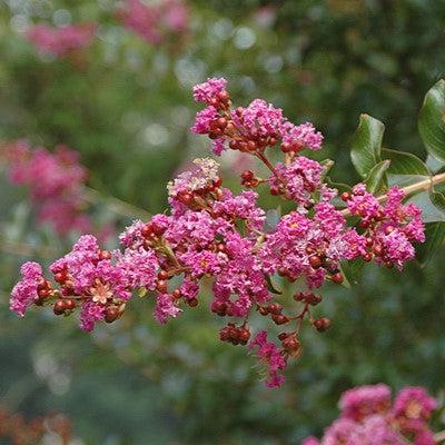 Lagerstroemia indica 'Zuni' ~ Zuni Crape Myrtle-ServeScape