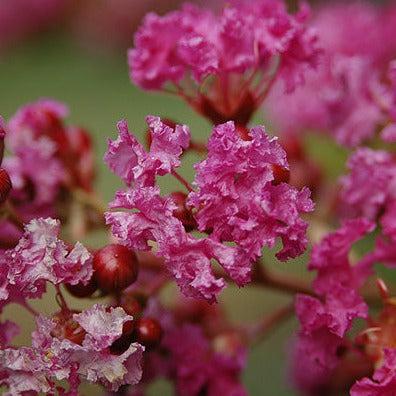 Lagerstroemia indica 'Zuni' ~ Zuni Crape Myrtle-ServeScape