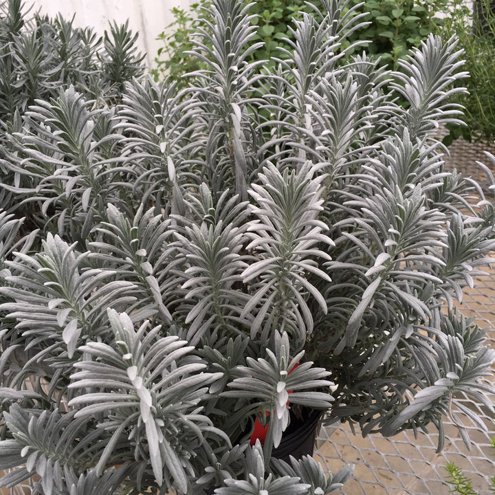 Lavandula x intermedia 'Tesseract' ~ Sensational!® Lavender-ServeScape