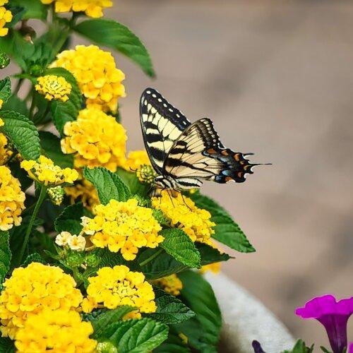Lantana camara 'LANZ0040' ~ PW® Luscious® Lemon Tart™ Lantana-ServeScape