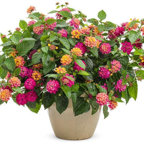Lantana camara 'DLANTAN95' ~ PW® Luscious® Royale Cosmo Lantana-ServeScape
