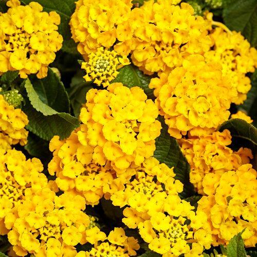 Lantana camara 'LANZ0040' ~ PW® Luscious® Lemon Tart™ Lantana-ServeScape
