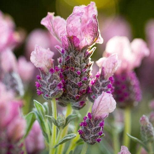 Lavandula pedunculata 'IB 510-96' ~ Frost Pink Lavender-ServeScape