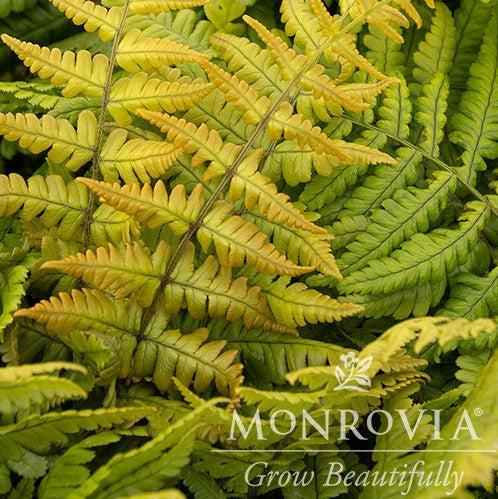 Dryopteris wallichiana 'Jurassic Gold' ~ Monrovia® Jurassic Gold Fern-ServeScape
