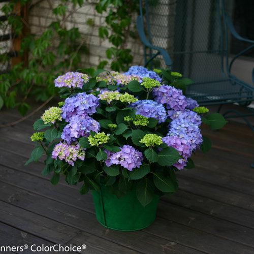 Hydrangea macrophylla 'SMHMES14' ~ Let's Dance® Rhythmic Blue® Hydrangea-ServeScape