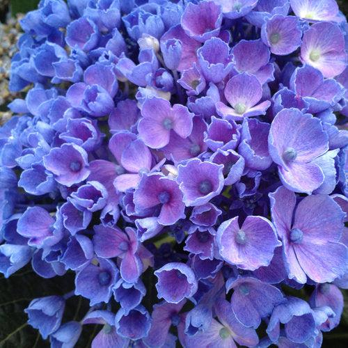 Hydrangea macrophylla 'SMHMES14' ~ Let's Dance® Rhythmic Blue® Hydrangea-ServeScape