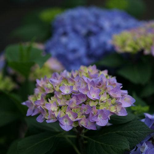 Hydrangea macrophylla 'SMHMES14' ~ Let's Dance® Rhythmic Blue® Hydrangea-ServeScape