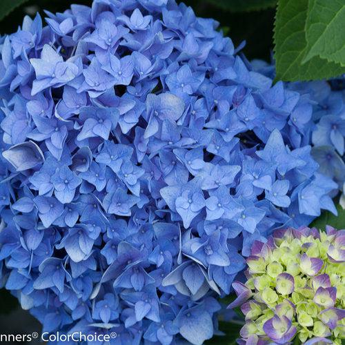 Hydrangea macrophylla 'SMHMES14' ~ Let's Dance® Rhythmic Blue® Hydrangea-ServeScape