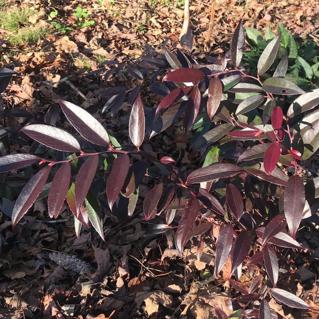 Leucothoe fontanesiana 'ReJoyce' ~ ReJoyce Leucothoe-ServeScape