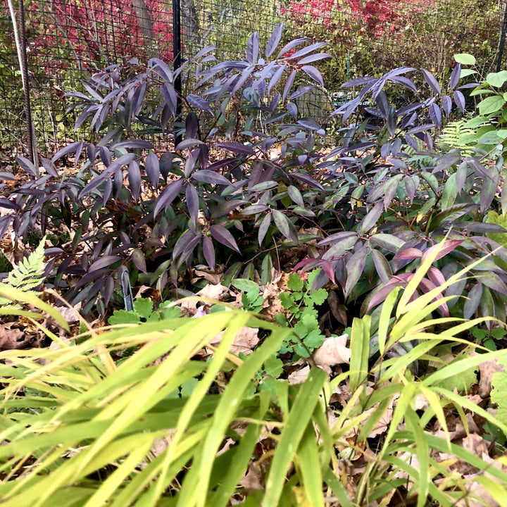 Leucothoe fontanesiana 'ReJoyce' ~ ReJoyce Leucothoe-ServeScape