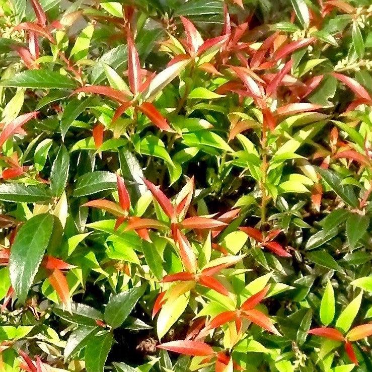 Leucothoe fontanesiana 'ReJoyce' ~ ReJoyce Leucothoe-ServeScape