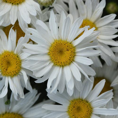 Leucanthemum x superbum 'Whitecap' ~ Whitecap Shasta Daisy-ServeScape