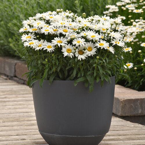 Leucanthemum x superbum 'Whitecap' ~ Whitecap Shasta Daisy-ServeScape