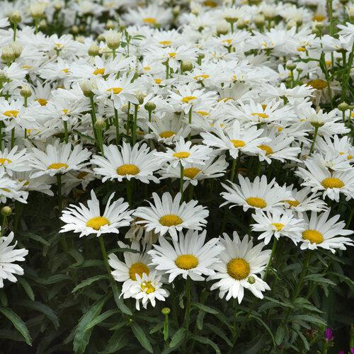 Leucanthemum x superbum 'Whitecap' ~ Whitecap Shasta Daisy-ServeScape