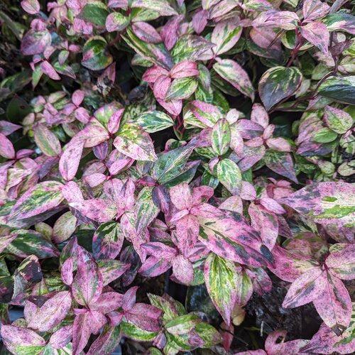 Leucothoe fontanesiana 'SMNLFGRV' ~ Paisley Pup® Leucothoe-ServeScape