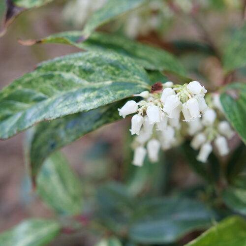 Leucothoe fontanesiana 'SMNLFGRV' ~ Paisley Pup® Leucothoe-ServeScape