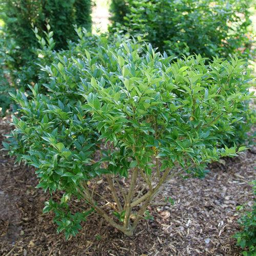 Ligustrum japonicum 'NCLJ1' ~ Kindly® Ligustrum-ServeScape