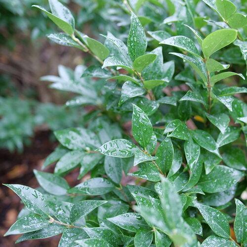 Ligustrum japonicum 'NCLJ1' ~ Kindly® Ligustrum-ServeScape