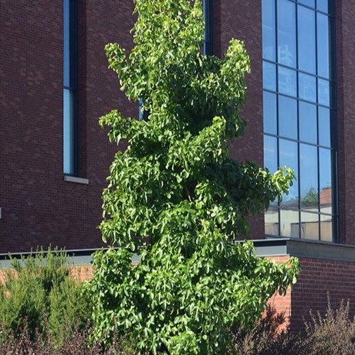 Liquidambar styraciflua 'Rotundiloba' ~ Roundleaf Sweetgum-ServeScape