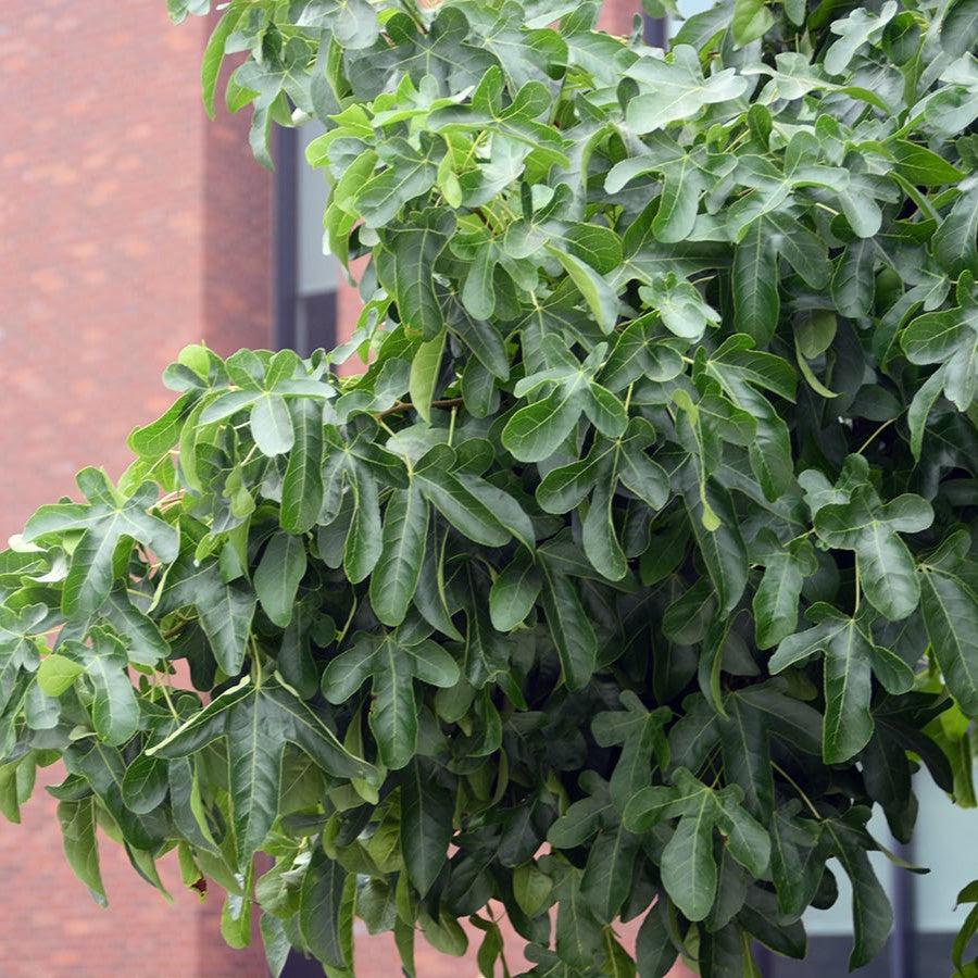 Liquidambar styraciflua 'Rotundiloba' ~ Roundleaf Sweetgum-ServeScape