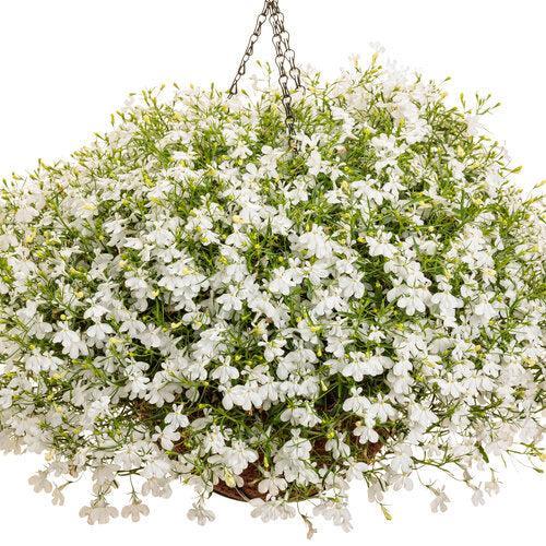 Lobelia erinus ’WNLOLACLWH’ ~ PW® Laguna® White Cloud Lobelia-ServeScape