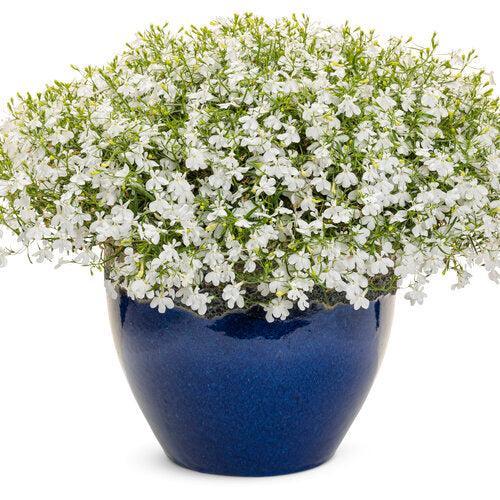 Lobelia erinus ’WNLOLACLWH’ ~ PW® Laguna® White Cloud Lobelia-ServeScape