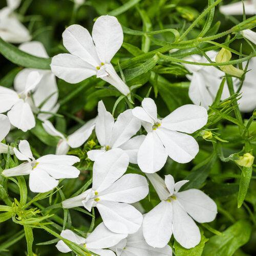 Lobelia erinus ’WNLOLACLWH’ ~ PW® Laguna® White Cloud Lobelia-ServeScape