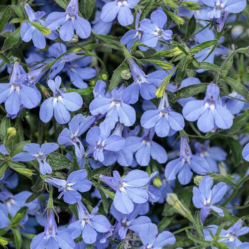 Lobelia erinus ’WNLOBLSB23’ ~ PW® Laguna® Sky Blue Lobelia-ServeScape