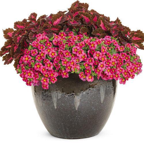 Calibrachoa hybrid 'USCAL91001' ~ PW® Superbells® Cherry Star Calibrachoa-ServeScape