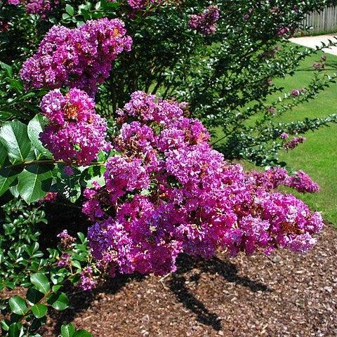 Lagerstroemia indica 'Centennial' ~ Centennial Crape Myrtle-ServeScape