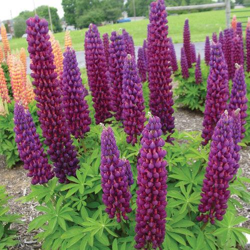 Lupinus polyphyllus 'Masterpiece' ~ Westcountry™ Masterpiece Lupine-ServeScape