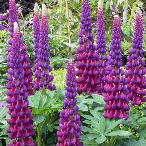 Lupinus polyphyllus 'Masterpiece' ~ Westcountry™ Masterpiece Lupine-ServeScape