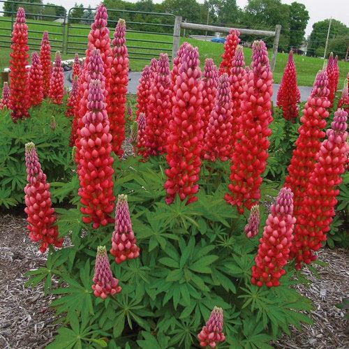 Lupinus polyphyllus 'Red Rum' ~ Westcountry™ Red Rum Lupine-ServeScape