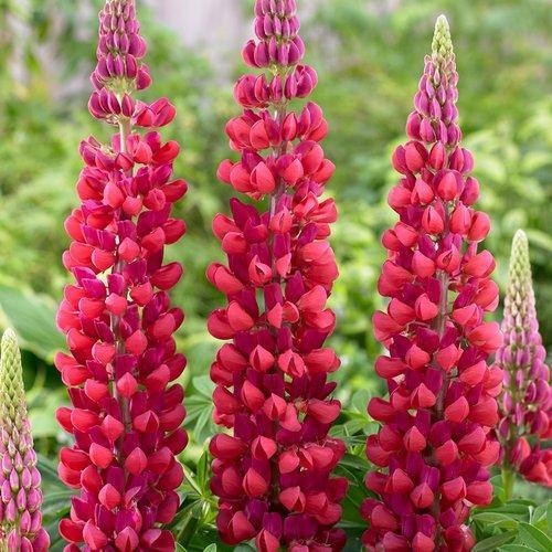 Lupinus polyphyllus 'Red Rum' ~ Westcountry™ Red Rum Lupine-ServeScape