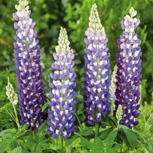 Lupinus polyphyllus 'King Canute' ~ Westcountry™ King Canute Lupine-ServeScape