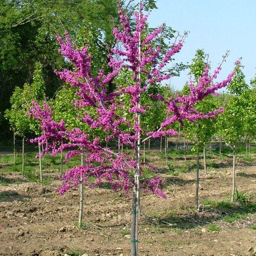 Cercis canadensis 'Luclavzam' ~ Luscious Lavender™ Redbud-ServeScape